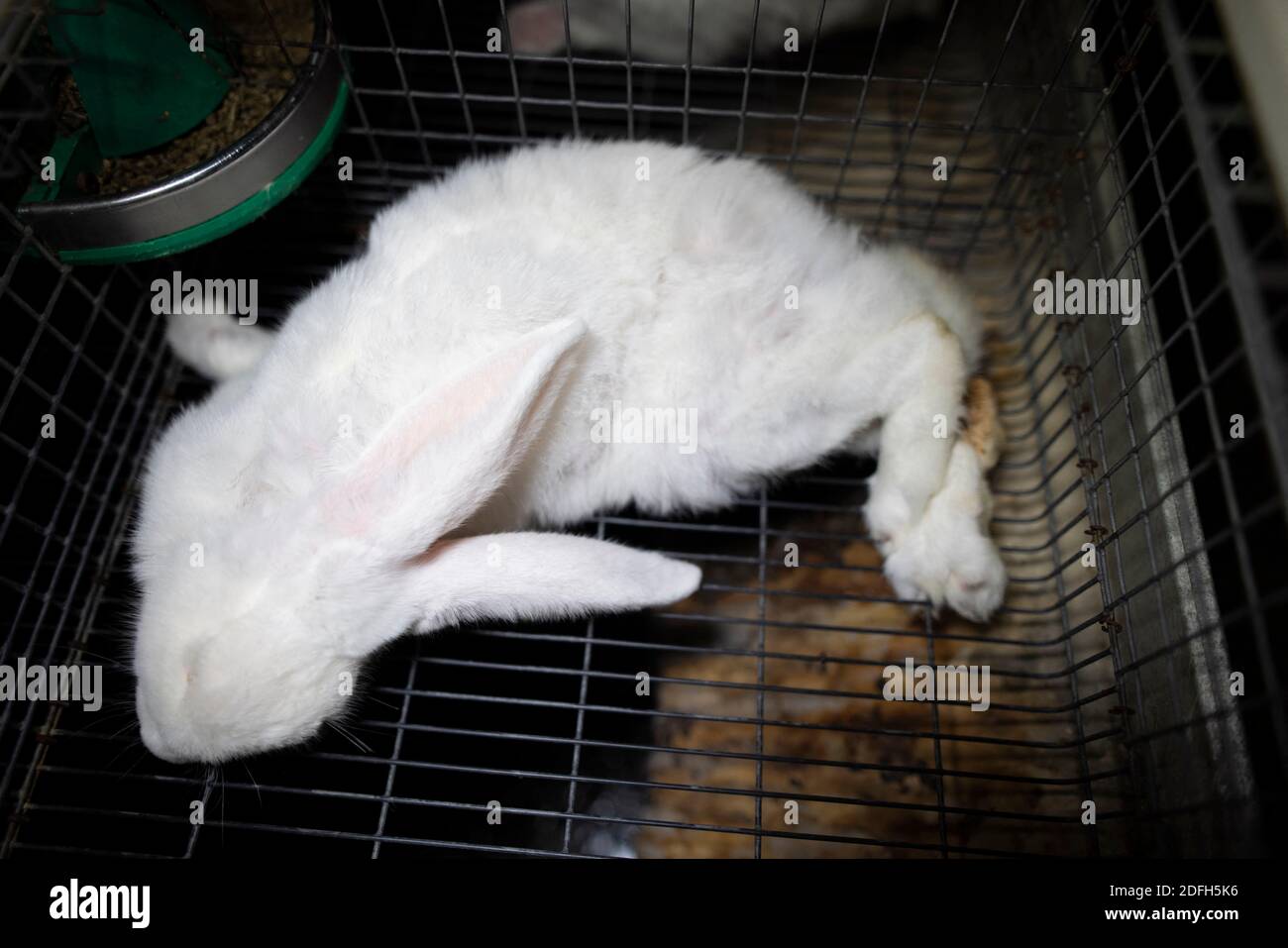 'Cages surpeuplées, plancher en treillis métallique, grandes mortalités': L'association des droits des animaux L214 a dévoilé, mardi soir, le 29 septembre 2020, des 'images terribles' d'une grande ferme intensive de lapins située dans la ville d'Augan, dans le Morbihan, en Bretagne, en France. « plus de 40,000 lapins y sont enfermés dans de petites cages sur des sols en treillis métallique », a déclaré l'association dans un e-mail. Dans les images, nous voyons en particulier des lapins entassés dans ces cages, sans accès à l'air libre, d'autres allongé sur des excréments ou jetés dans des poubelles. « selon les documents de suivi de la mortalité, près de 300 lapins meurent sur ce sujet Banque D'Images