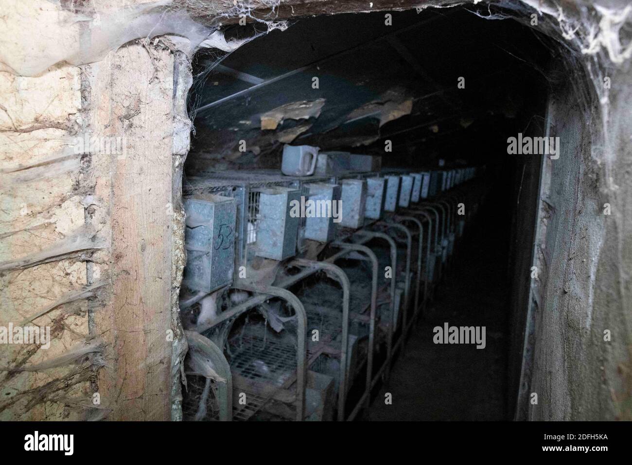 'Cages surpeuplées, plancher en treillis métallique, grandes mortalités': L'association des droits des animaux L214 a dévoilé, mardi soir, le 29 septembre 2020, des 'images terribles' d'une grande ferme intensive de lapins située dans la ville d'Augan, dans le Morbihan, en Bretagne, en France. « plus de 40,000 lapins y sont enfermés dans de petites cages sur des sols en treillis métallique », a déclaré l'association dans un e-mail. Dans les images, nous voyons en particulier des lapins entassés dans ces cages, sans accès à l'air libre, d'autres allongé sur des excréments ou jetés dans des poubelles. « selon les documents de suivi de la mortalité, près de 300 lapins meurent sur ce sujet Banque D'Images