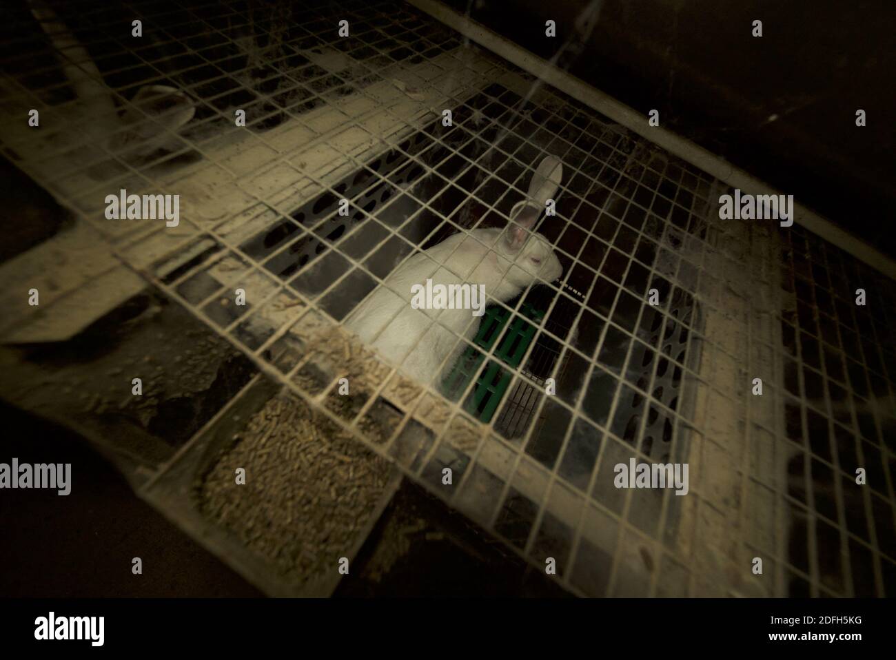 'Cages surpeuplées, plancher en treillis métallique, grandes mortalités': L'association des droits des animaux L214 a dévoilé, mardi soir, le 29 septembre 2020, des 'images terribles' d'une grande ferme intensive de lapins située dans la ville d'Augan, dans le Morbihan, en Bretagne, en France. « plus de 40,000 lapins y sont enfermés dans de petites cages sur des sols en treillis métallique », a déclaré l'association dans un e-mail. Dans les images, nous voyons en particulier des lapins entassés dans ces cages, sans accès à l'air libre, d'autres allongé sur des excréments ou jetés dans des poubelles. « selon les documents de suivi de la mortalité, près de 300 lapins meurent sur ce sujet Banque D'Images