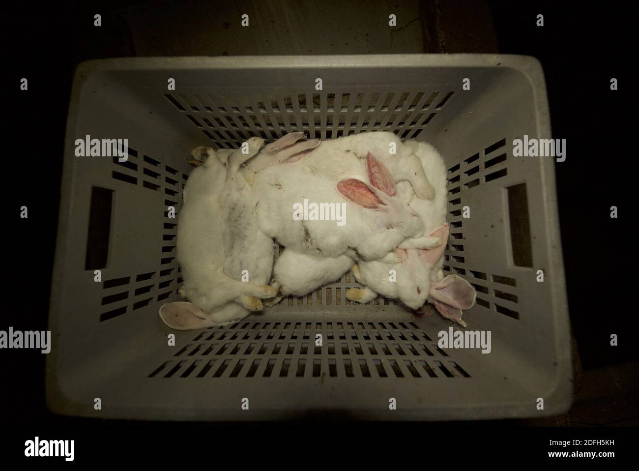 'Cages surpeuplées, plancher en treillis métallique, grandes mortalités': L'association des droits des animaux L214 a dévoilé, mardi soir, le 29 septembre 2020, des 'images terribles' d'une grande ferme intensive de lapins située dans la ville d'Augan, dans le Morbihan, en Bretagne, en France. « plus de 40,000 lapins y sont enfermés dans de petites cages sur des sols en treillis métallique », a déclaré l'association dans un e-mail. Dans les images, nous voyons en particulier des lapins entassés dans ces cages, sans accès à l'air libre, d'autres allongé sur des excréments ou jetés dans des poubelles. « selon les documents de suivi de la mortalité, près de 300 lapins meurent sur ce sujet Banque D'Images