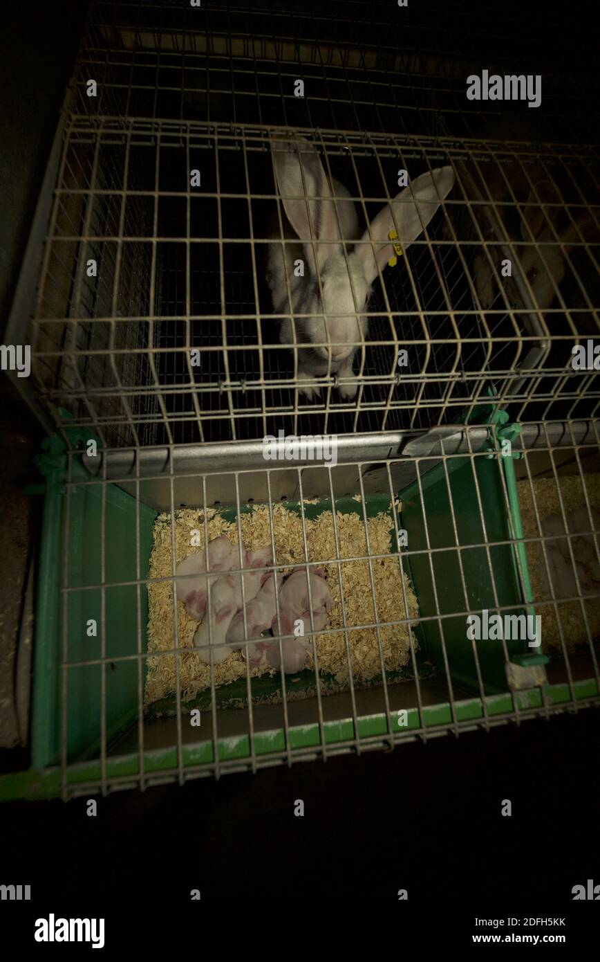 'Cages surpeuplées, plancher en treillis métallique, grandes mortalités': L'association des droits des animaux L214 a dévoilé, mardi soir, le 29 septembre 2020, des 'images terribles' d'une grande ferme intensive de lapins située dans la ville d'Augan, dans le Morbihan, en Bretagne, en France. « plus de 40,000 lapins y sont enfermés dans de petites cages sur des sols en treillis métallique », a déclaré l'association dans un e-mail. Dans les images, nous voyons en particulier des lapins entassés dans ces cages, sans accès à l'air libre, d'autres allongé sur des excréments ou jetés dans des poubelles. « selon les documents de suivi de la mortalité, près de 300 lapins meurent sur ce sujet Banque D'Images
