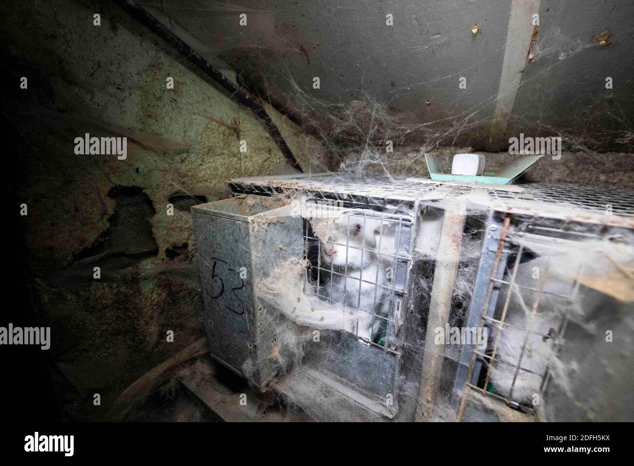 'Cages surpeuplées, plancher en treillis métallique, grandes mortalités': L'association des droits des animaux L214 a dévoilé, mardi soir, le 29 septembre 2020, des 'images terribles' d'une grande ferme intensive de lapins située dans la ville d'Augan, dans le Morbihan, en Bretagne, en France. « plus de 40,000 lapins y sont enfermés dans de petites cages sur des sols en treillis métallique », a déclaré l'association dans un e-mail. Dans les images, nous voyons en particulier des lapins entassés dans ces cages, sans accès à l'air libre, d'autres allongé sur des excréments ou jetés dans des poubelles. « selon les documents de suivi de la mortalité, près de 300 lapins meurent sur ce sujet Banque D'Images