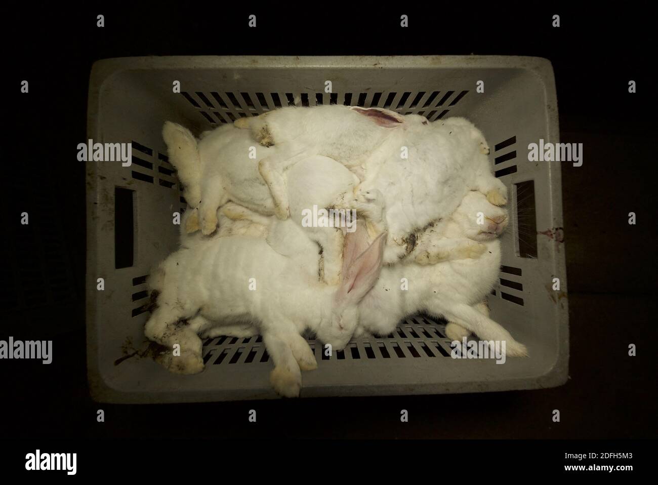 'Cages surpeuplées, plancher en treillis métallique, grandes mortalités': L'association des droits des animaux L214 a dévoilé, mardi soir, le 29 septembre 2020, des 'images terribles' d'une grande ferme intensive de lapins située dans la ville d'Augan, dans le Morbihan, en Bretagne, en France. « plus de 40,000 lapins y sont enfermés dans de petites cages sur des sols en treillis métallique », a déclaré l'association dans un e-mail. Dans les images, nous voyons en particulier des lapins entassés dans ces cages, sans accès à l'air libre, d'autres allongé sur des excréments ou jetés dans des poubelles. « selon les documents de suivi de la mortalité, près de 300 lapins meurent sur ce sujet Banque D'Images