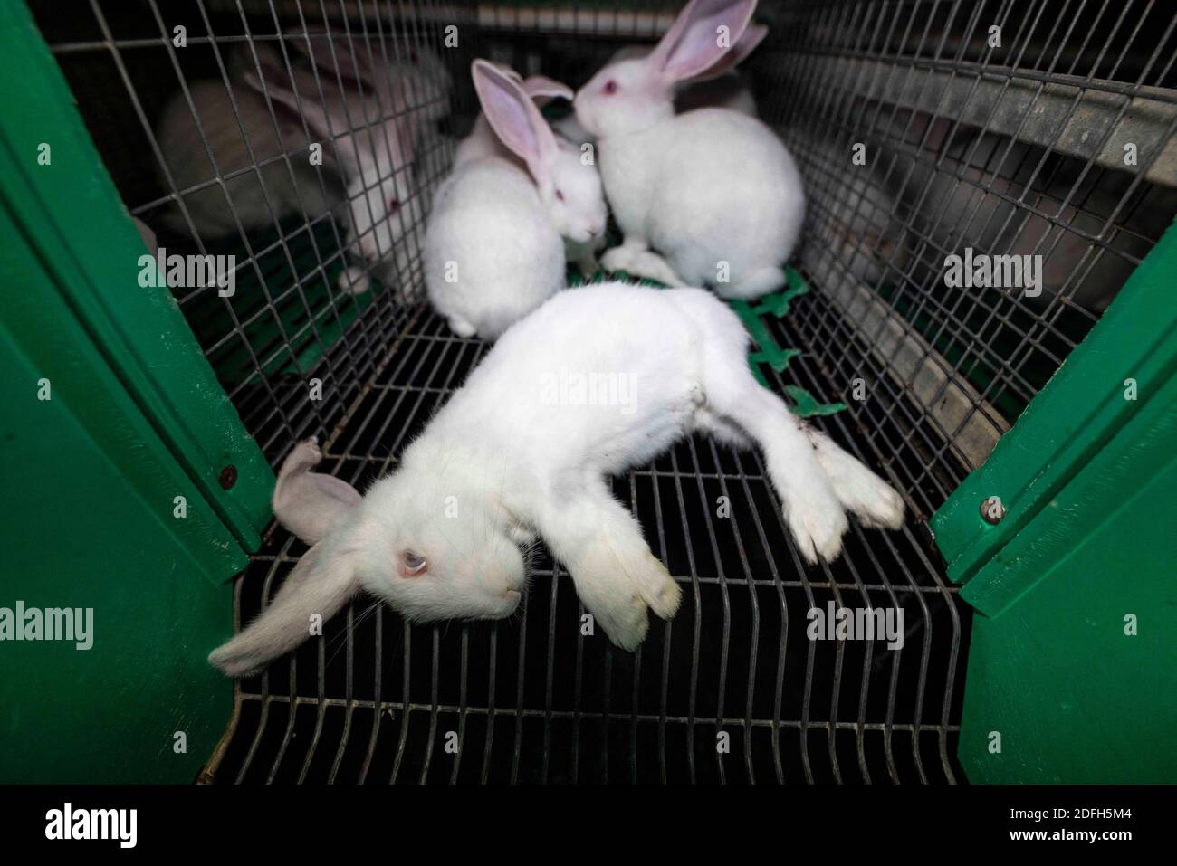 'Cages surpeuplées, plancher en treillis métallique, grandes mortalités': L'association des droits des animaux L214 a dévoilé, mardi soir, le 29 septembre 2020, des 'images terribles' d'une grande ferme intensive de lapins située dans la ville d'Augan, dans le Morbihan, en Bretagne, en France. « plus de 40,000 lapins y sont enfermés dans de petites cages sur des sols en treillis métallique », a déclaré l'association dans un e-mail. Dans les images, nous voyons en particulier des lapins entassés dans ces cages, sans accès à l'air libre, d'autres allongé sur des excréments ou jetés dans des poubelles. « selon les documents de suivi de la mortalité, près de 300 lapins meurent sur ce sujet Banque D'Images