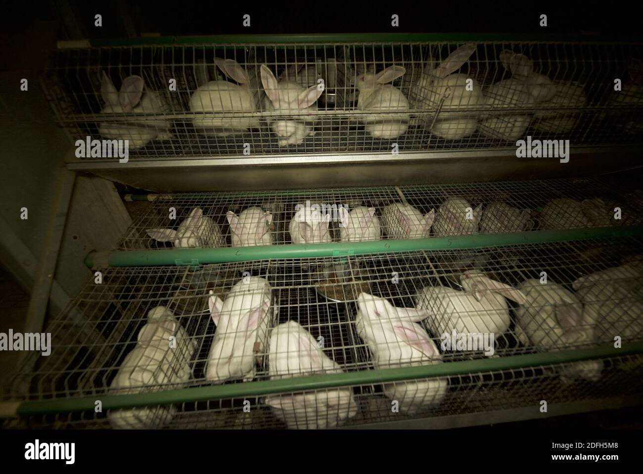'Cages surpeuplées, plancher en treillis métallique, grandes mortalités': L'association des droits des animaux L214 a dévoilé, mardi soir, le 29 septembre 2020, des 'images terribles' d'une grande ferme intensive de lapins située dans la ville d'Augan, dans le Morbihan, en Bretagne, en France. « plus de 40,000 lapins y sont enfermés dans de petites cages sur des sols en treillis métallique », a déclaré l'association dans un e-mail. Dans les images, nous voyons en particulier des lapins entassés dans ces cages, sans accès à l'air libre, d'autres allongé sur des excréments ou jetés dans des poubelles. « selon les documents de suivi de la mortalité, près de 300 lapins meurent sur ce sujet Banque D'Images