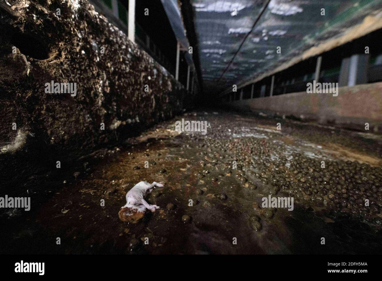 'Cages surpeuplées, plancher en treillis métallique, grandes mortalités': L'association des droits des animaux L214 a dévoilé, mardi soir, le 29 septembre 2020, des 'images terribles' d'une grande ferme intensive de lapins située dans la ville d'Augan, dans le Morbihan, en Bretagne, en France. « plus de 40,000 lapins y sont enfermés dans de petites cages sur des sols en treillis métallique », a déclaré l'association dans un e-mail. Dans les images, nous voyons en particulier des lapins entassés dans ces cages, sans accès à l'air libre, d'autres allongé sur des excréments ou jetés dans des poubelles. « selon les documents de suivi de la mortalité, près de 300 lapins meurent sur ce sujet Banque D'Images