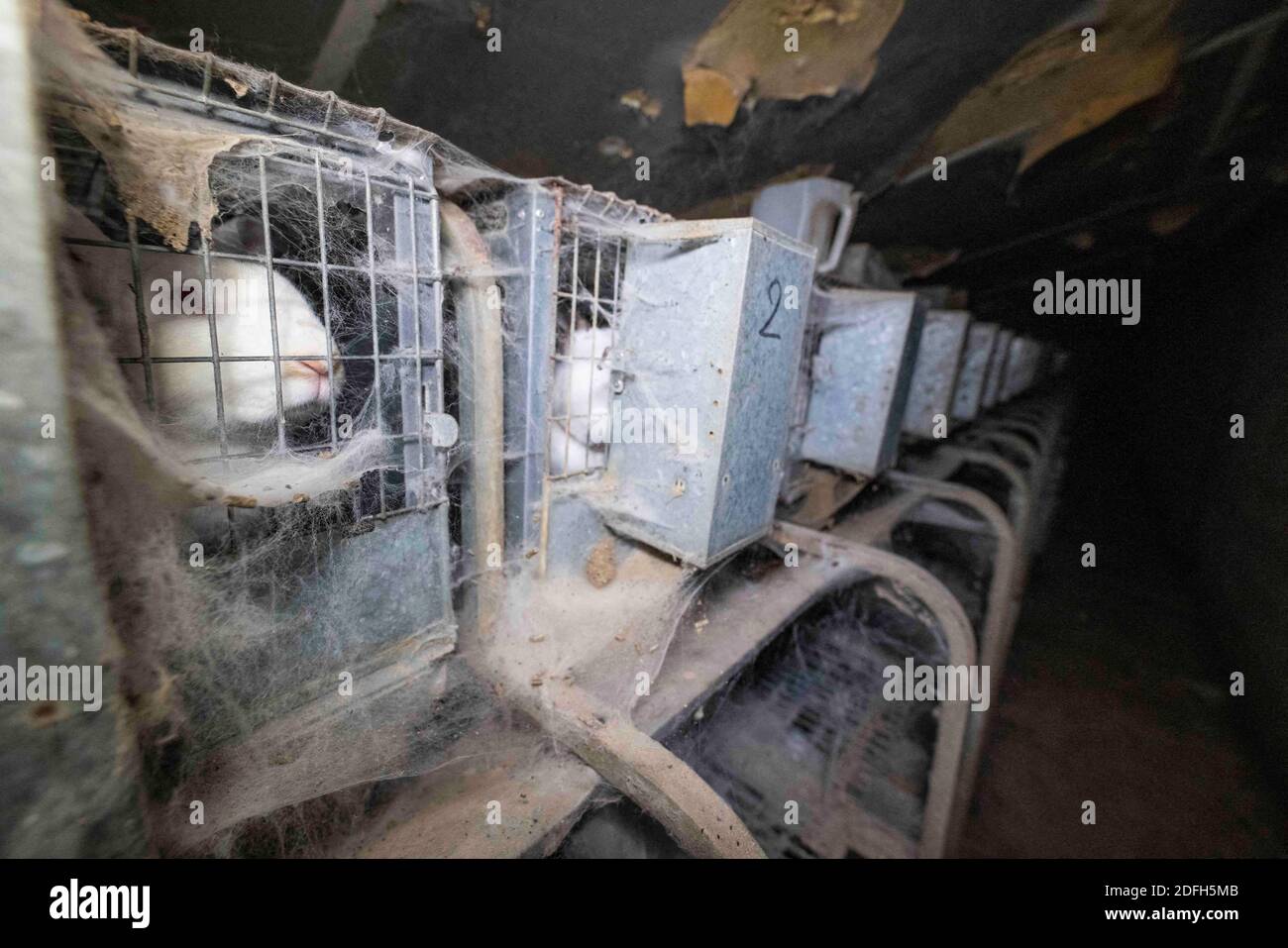 'Cages surpeuplées, plancher en treillis métallique, grandes mortalités': L'association des droits des animaux L214 a dévoilé, mardi soir, le 29 septembre 2020, des 'images terribles' d'une grande ferme intensive de lapins située dans la ville d'Augan, dans le Morbihan, en Bretagne, en France. « plus de 40,000 lapins y sont enfermés dans de petites cages sur des sols en treillis métallique », a déclaré l'association dans un e-mail. Dans les images, nous voyons en particulier des lapins entassés dans ces cages, sans accès à l'air libre, d'autres allongé sur des excréments ou jetés dans des poubelles. « selon les documents de suivi de la mortalité, près de 300 lapins meurent sur ce sujet Banque D'Images