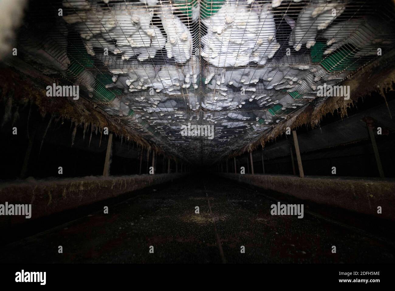 'Cages surpeuplées, plancher en treillis métallique, grandes mortalités': L'association des droits des animaux L214 a dévoilé, mardi soir, le 29 septembre 2020, des 'images terribles' d'une grande ferme intensive de lapins située dans la ville d'Augan, dans le Morbihan, en Bretagne, en France. « plus de 40,000 lapins y sont enfermés dans de petites cages sur des sols en treillis métallique », a déclaré l'association dans un e-mail. Dans les images, nous voyons en particulier des lapins entassés dans ces cages, sans accès à l'air libre, d'autres allongé sur des excréments ou jetés dans des poubelles. « selon les documents de suivi de la mortalité, près de 300 lapins meurent sur ce sujet Banque D'Images