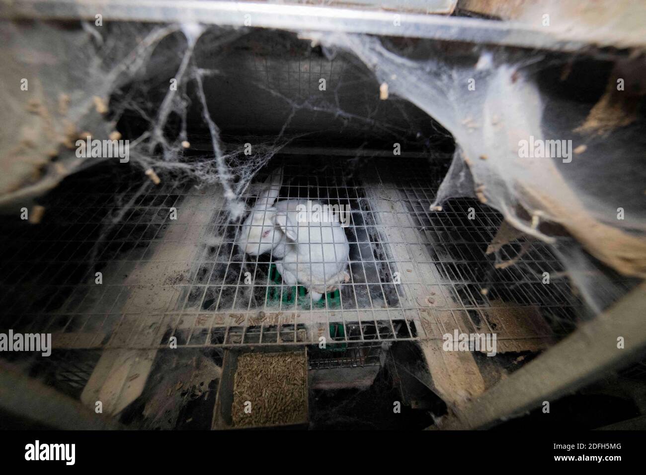 'Cages surpeuplées, plancher en treillis métallique, grandes mortalités': L'association des droits des animaux L214 a dévoilé, mardi soir, le 29 septembre 2020, des 'images terribles' d'une grande ferme intensive de lapins située dans la ville d'Augan, dans le Morbihan, en Bretagne, en France. « plus de 40,000 lapins y sont enfermés dans de petites cages sur des sols en treillis métallique », a déclaré l'association dans un e-mail. Dans les images, nous voyons en particulier des lapins entassés dans ces cages, sans accès à l'air libre, d'autres allongé sur des excréments ou jetés dans des poubelles. « selon les documents de suivi de la mortalité, près de 300 lapins meurent sur ce sujet Banque D'Images