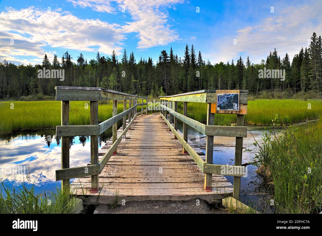 Un pont en bois traversant un ruisseau dans une zone marécageuse Dans les régions rurales de l'Alberta au Canada Banque D'Images