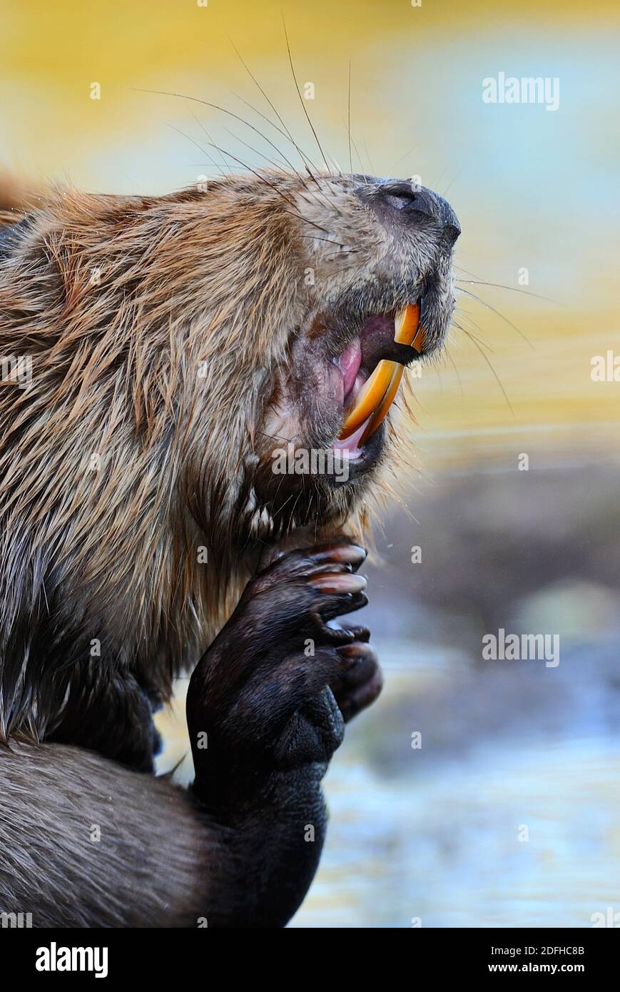 Une image en gros plan d'un castor adulte 'Castor canadensis', se grattant sous son menton , la bouche ouverte montrant ses dents dans les régions rurales du Canada de l'Alberta. Banque D'Images