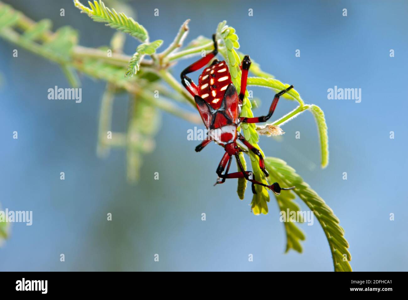 Insecte géant de Mesquite Nymph (Thasus neocalifornicus) Banque D'Images