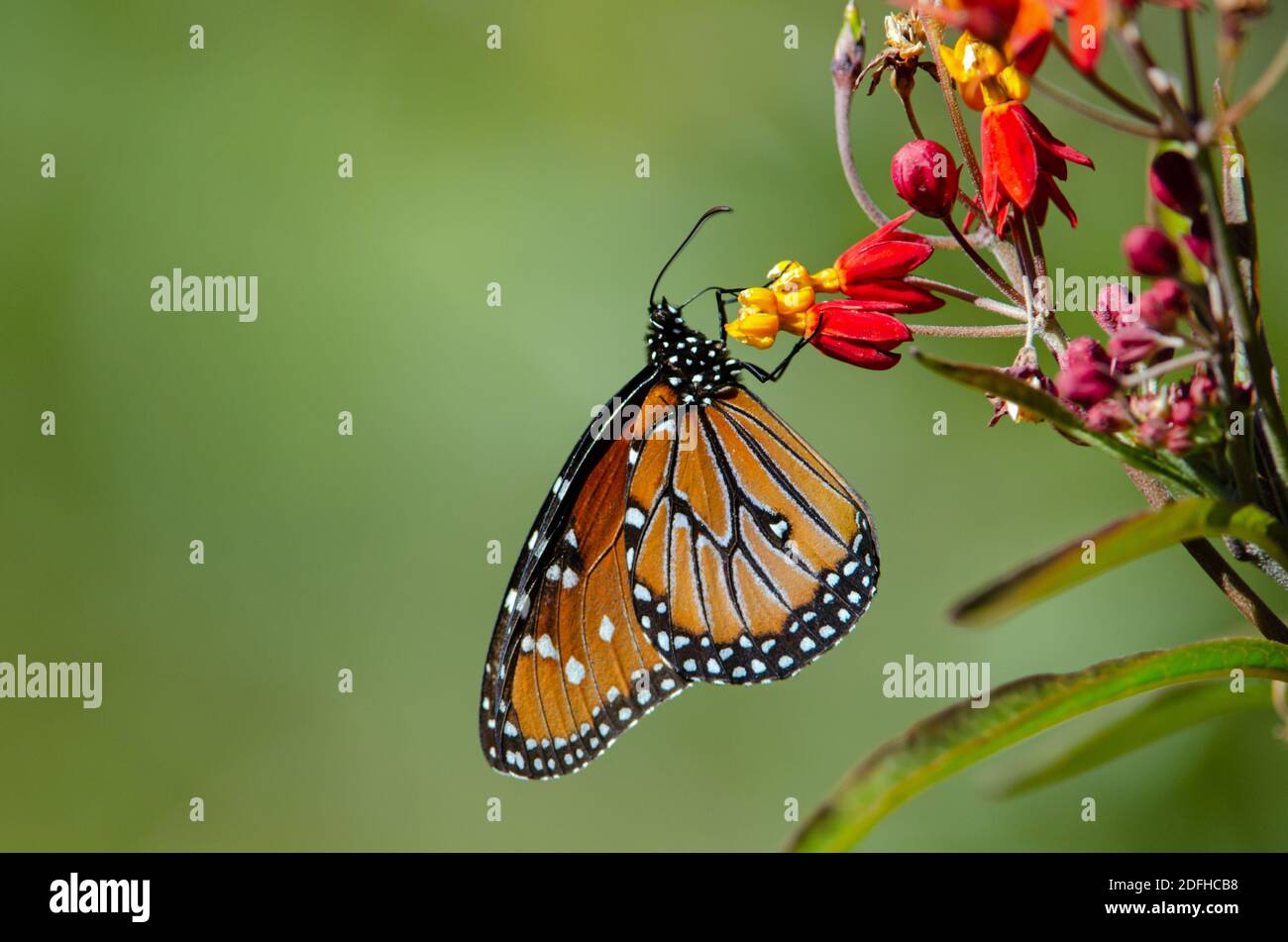 Papillon Danaus gilippus (Queen) Banque D'Images
