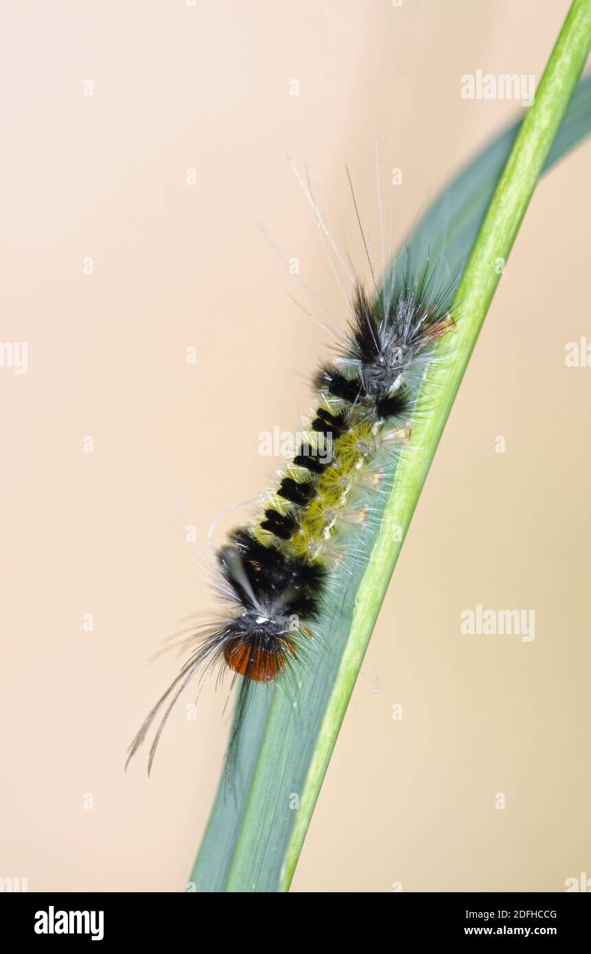 Chenille noire et jaune Banque de photographies et d’images à haute — free download