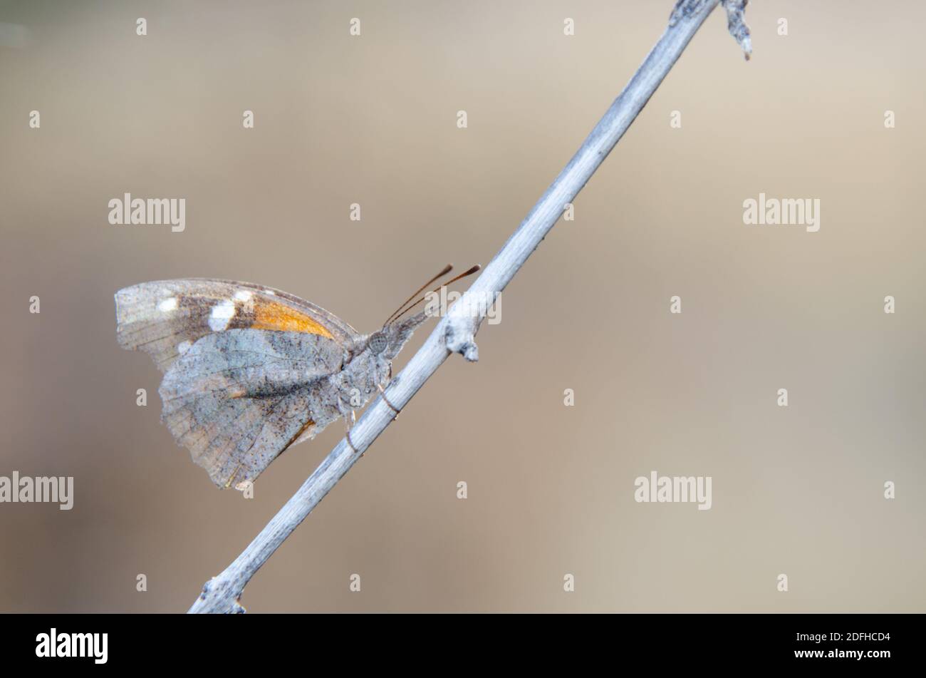 Museau américain (Libytheana carinenta) Banque D'Images