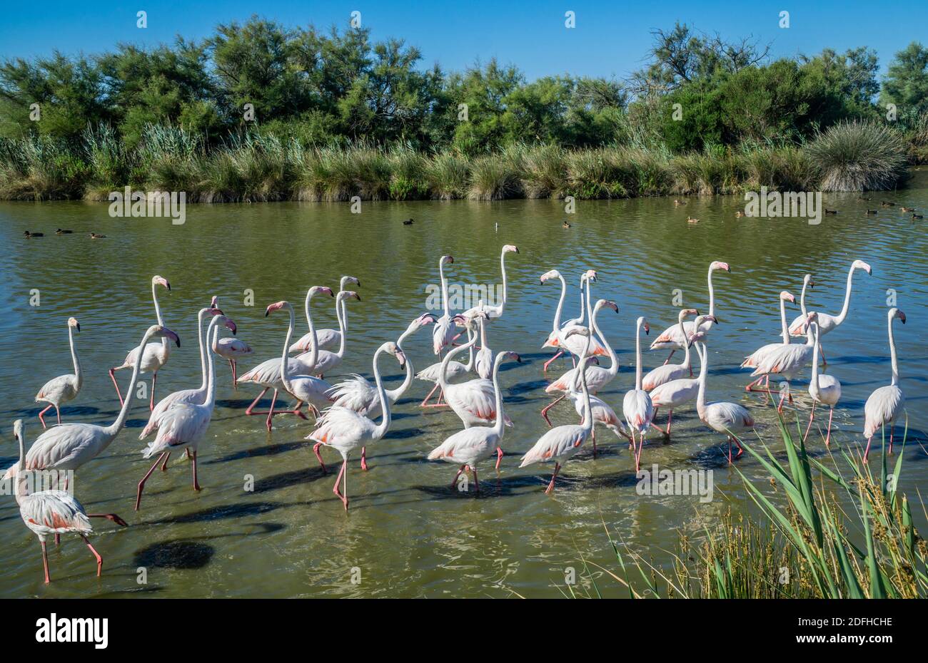 Flamants dans les marécages de Camargue au Parc ornithologique du Pont de Gau près de Saintes-Maries-de-la-Mer, Bouches-du-Rhône, Provence-Alpe Banque D'Images