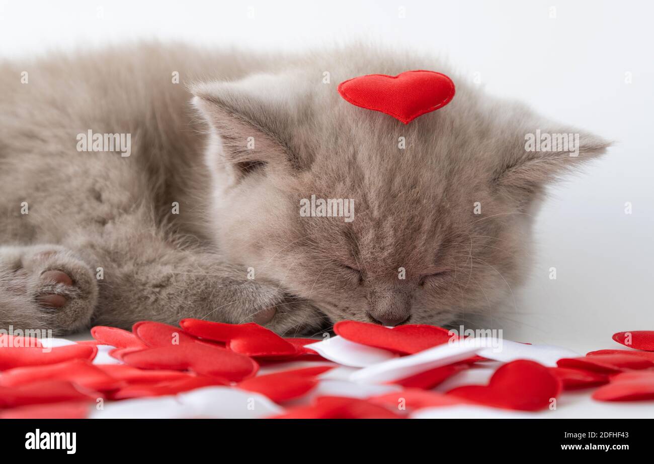 Chaton Dort Avec Son Nez Enfoui Dans Les Coeurs Saint Valentin Et Chats Chat De Shorthair Britannique De Race Pure Couleur Fumee L Amour D Un Animal De Compagnie Photo Stock Alamy