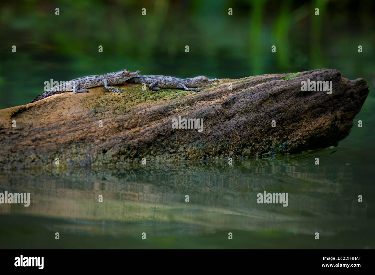 Deux jeunes Crocodiles américains, Crocodylus acutus, en rondins dans l'un des sidemarms du lac Gatun, parc national de Soberania, République du Panama. Banque D'Images