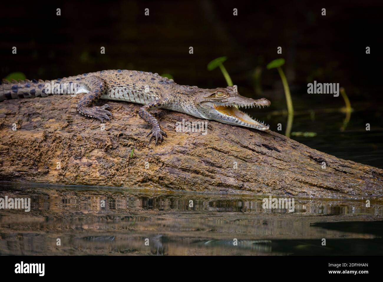 Crocodile américain juvénile, Crocodylus acutus, en rondins dans l'un des sidaarms du lac Gatun, parc national de Soberania, République du Panama. Banque D'Images