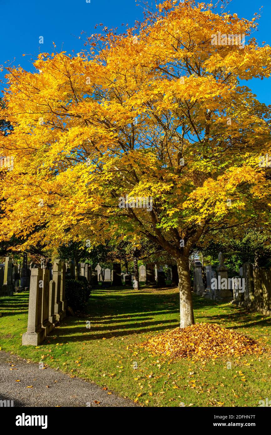 Cimetière de Springbank, Aberdeen, 8 octobre 2020. Érable japonais dans le cimetière de Springbank. Banque D'Images