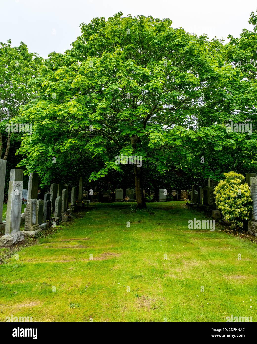 Cimetière de Springbank, Aberdeen, 8 octobre 2020. Érable à sucre dans le cimetière de Springbank. Banque D'Images