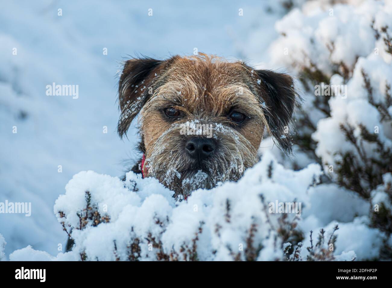 La première sortie d'un chiot dans la neige Banque D'Images