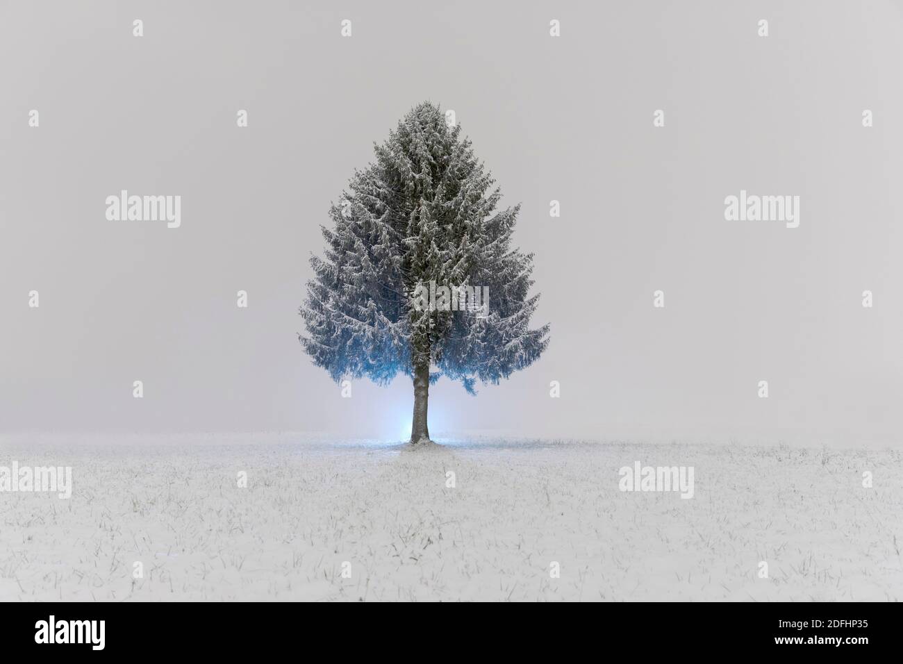 Photographie de nuit d'hiver, arbre solitaire dans un champ de neige illuminé de l'arrière Banque D'Images