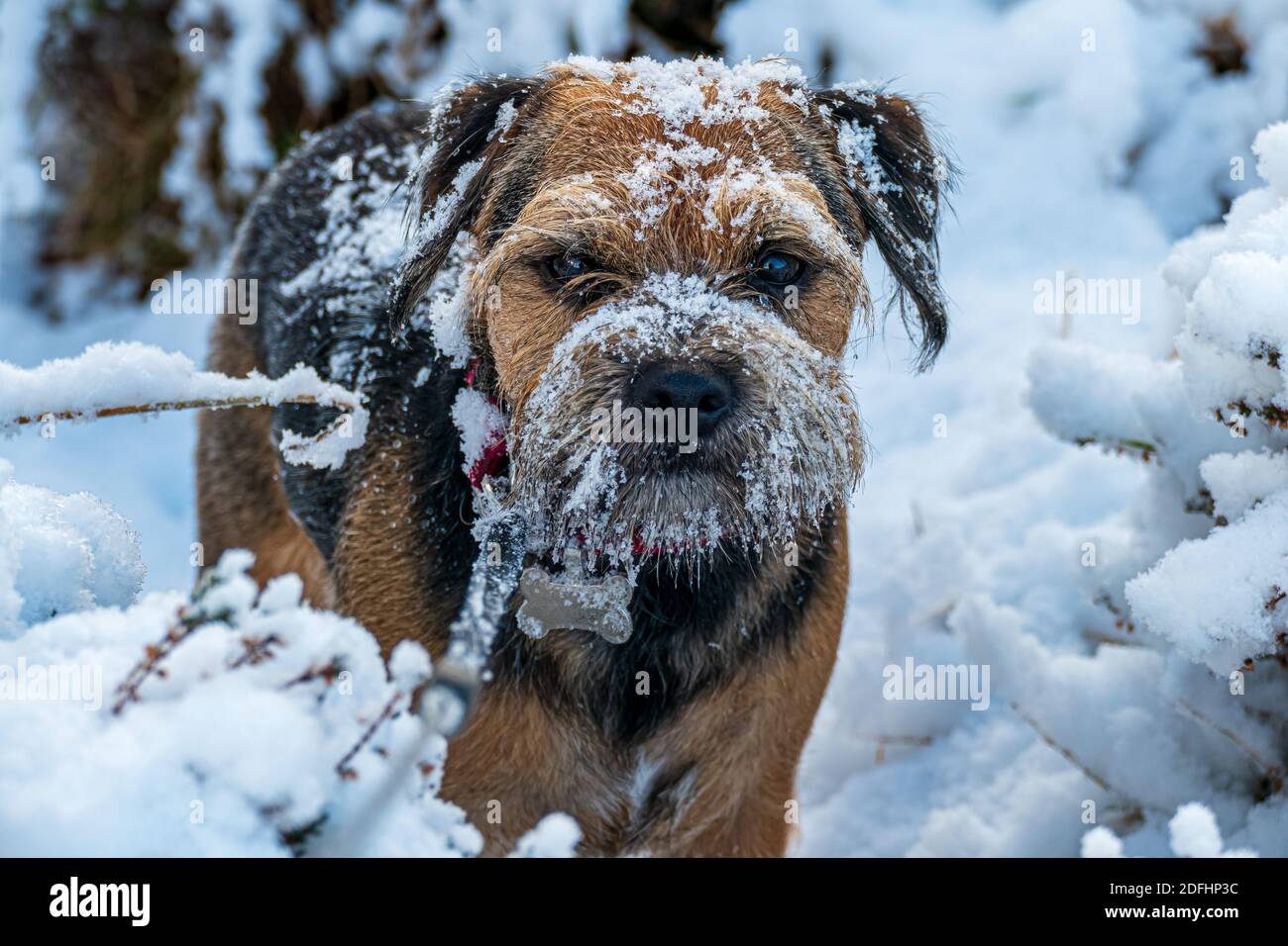 La première sortie d'un chiot dans la neige Banque D'Images