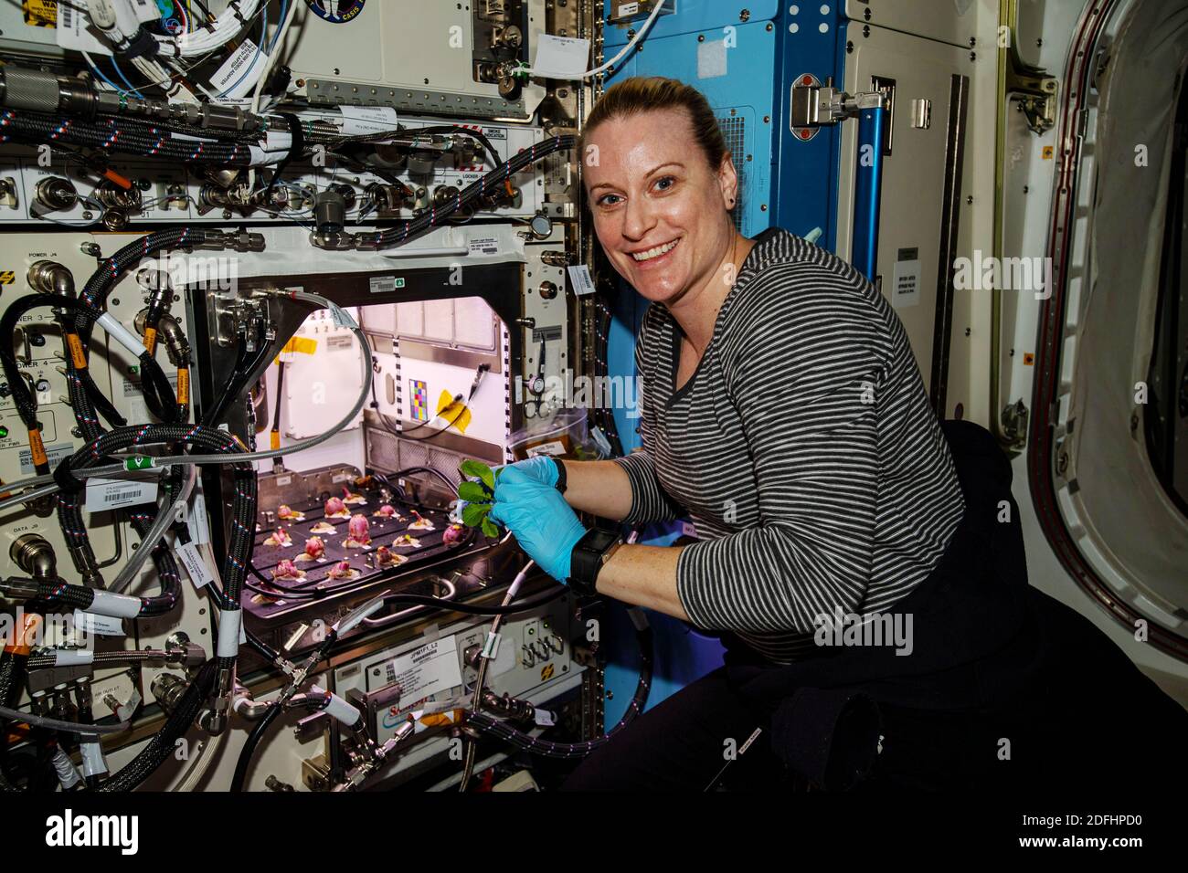 ISS - 30 novembre 2020 - astronaute et expédition de la NASA 64 l'ingénieur de vol Kate Rubins est photographié avec des ampoules de radis après les opérations de récolte pour le Banque D'Images
