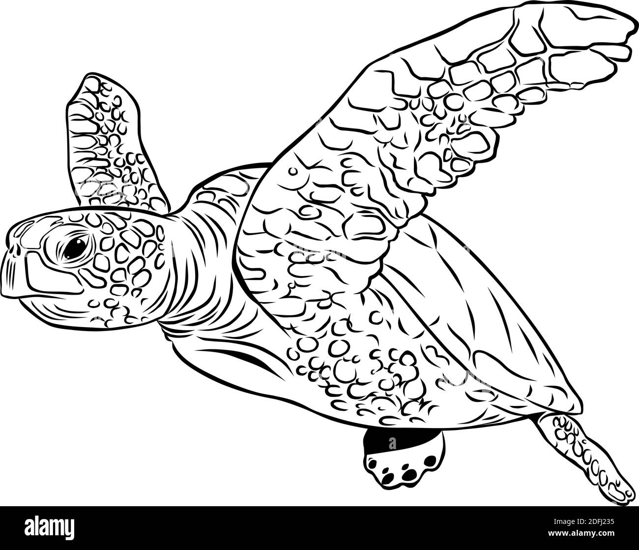 Dessin vectoriel d'une tortue de mer Illustration de Vecteur Dessin vectoriel d'une tortue de mer Illustration de Vecteur