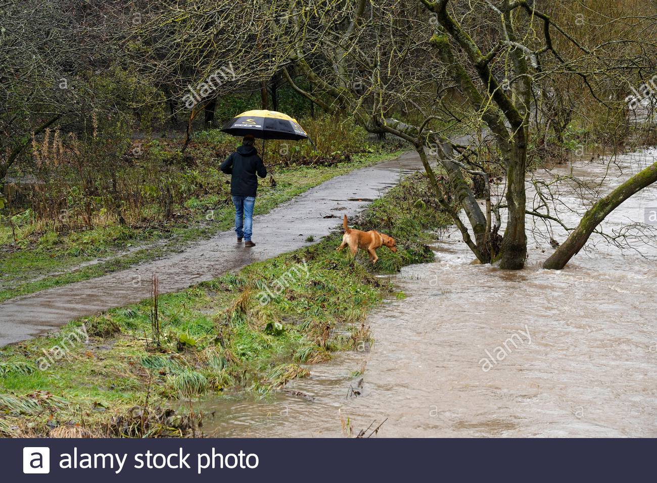 Édimbourg, Écosse, Royaume-Uni. 5 décembre 2020. La fonte de la neige et la pluie continue font éclater les berges sur l'eau de Leith qui coule rapidement et en crache avec de nombreux déversoirs et chutes d'eau débordant d'eau blanche turbulente et la passerelle impraticable dans les endroits nécessitant un détour. Crédit : Craig Brown/Alay Live News Banque D'Images