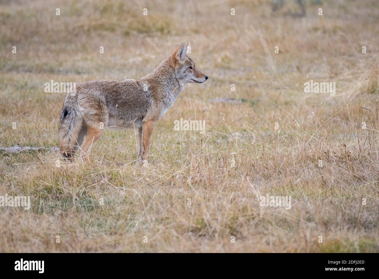 Coyote dans la vallée de Lamar, parc national de Yellowstone. Banque D'Images