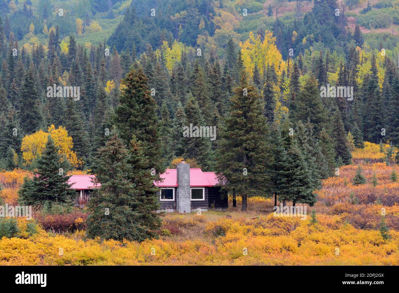 Couleurs d'automne de l'Alaska - maison solitaire à l'intérieur de l'épinette et d'Aspen Banque D'Images