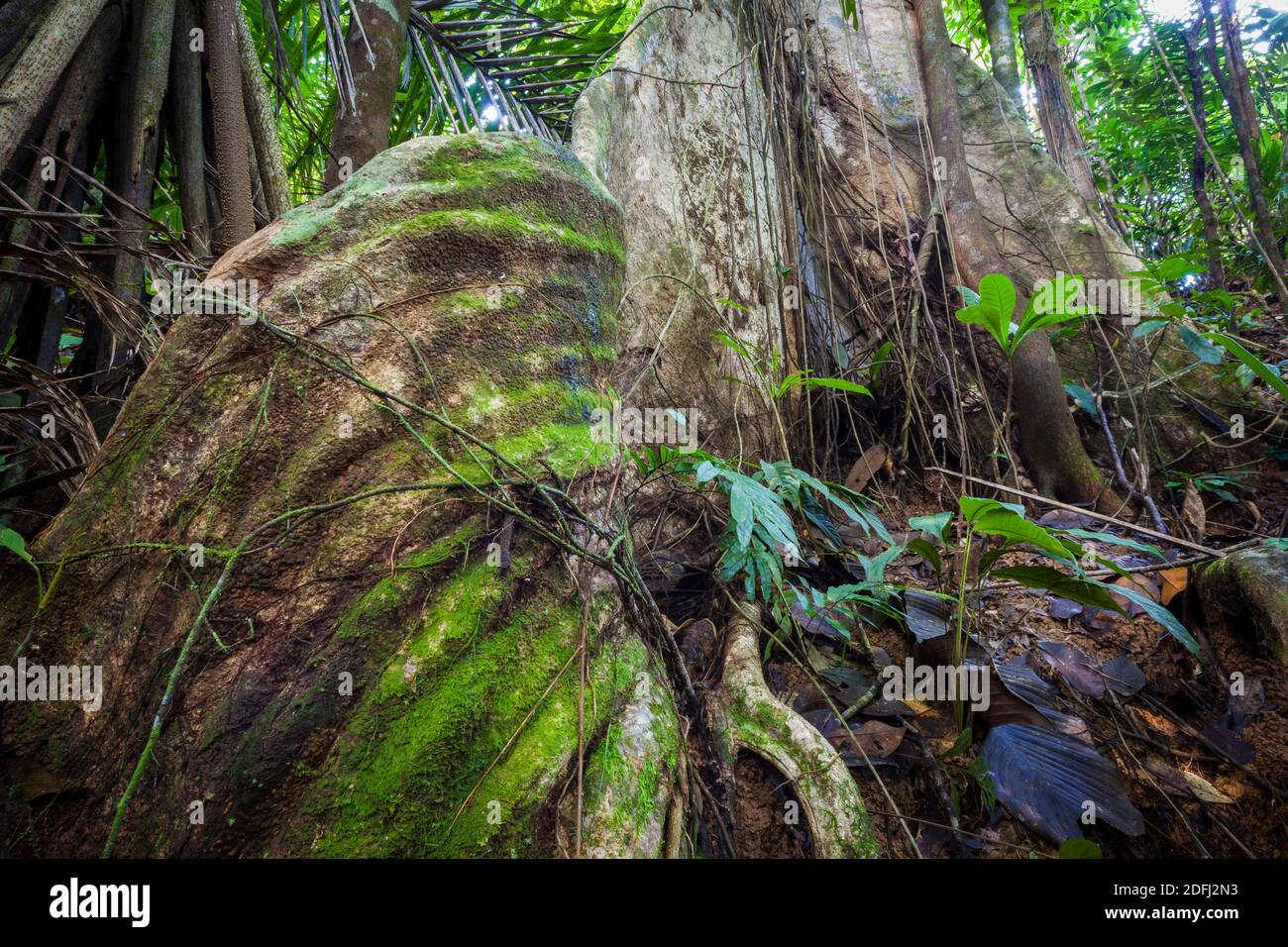 Grand arbre de ceiba, Ceiba pentandra, dans la forêt tropicale de la réserve naturelle de Burbayar, province de Panama, République du Panama. Banque D'Images