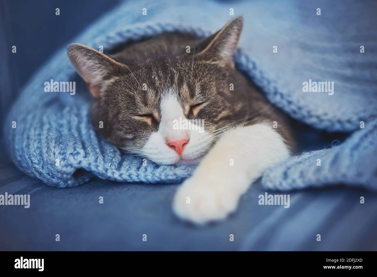 Un joli chat à tabby dort sur le canapé, recouvert d'une couverture en laine douce. Confort à la maison. Temps de veille. Banque D'Images