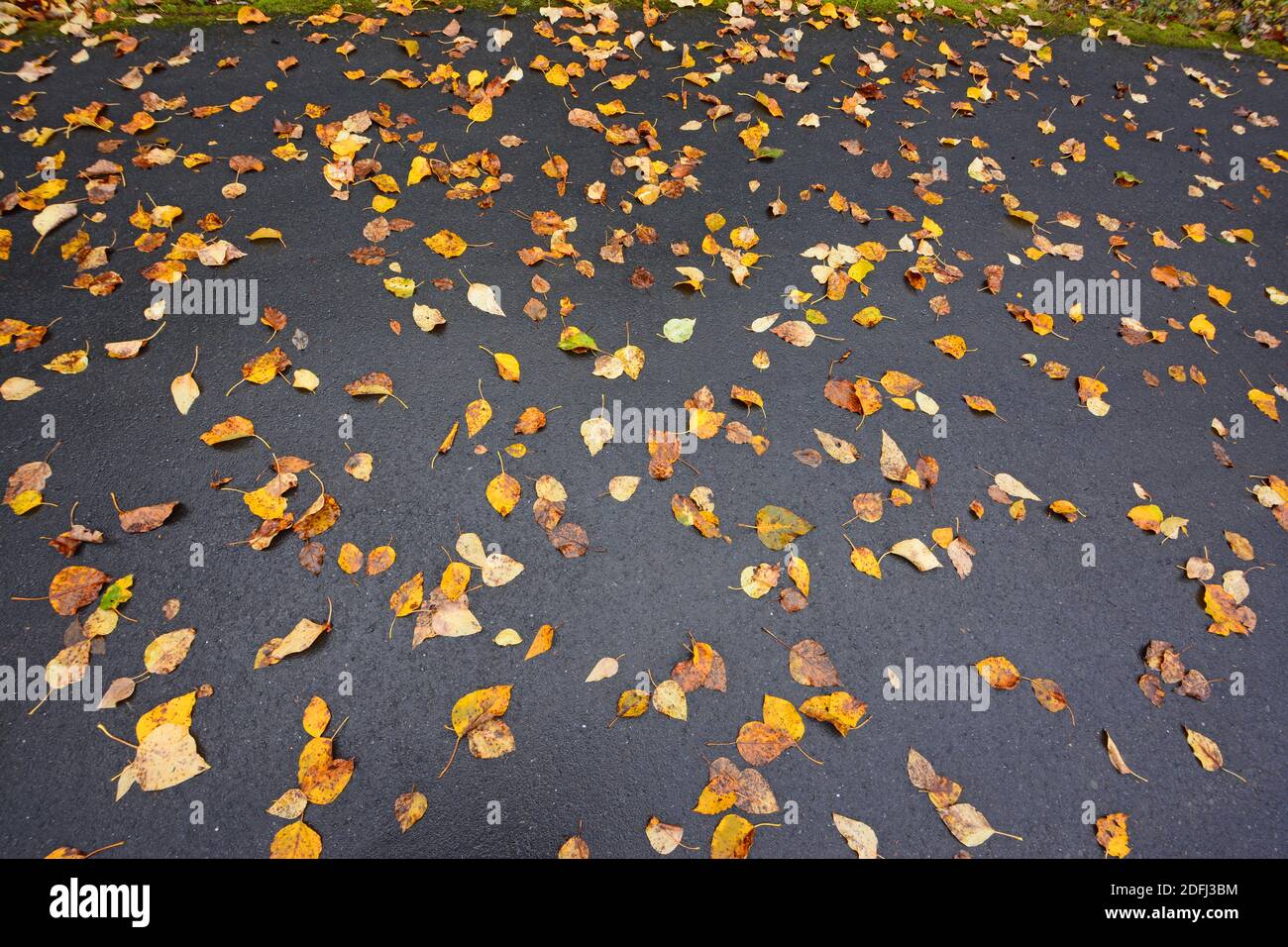 Les feuilles mortes sur l'asphalte Banque D'Images