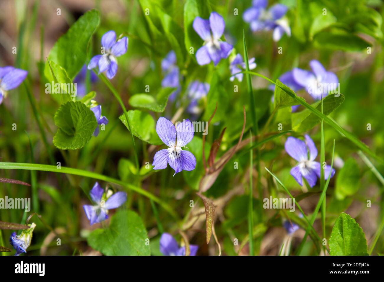 Violette fleur verte herbe feuille odorata plante viola Banque de  photographies et d'images à haute résolution - Alamy