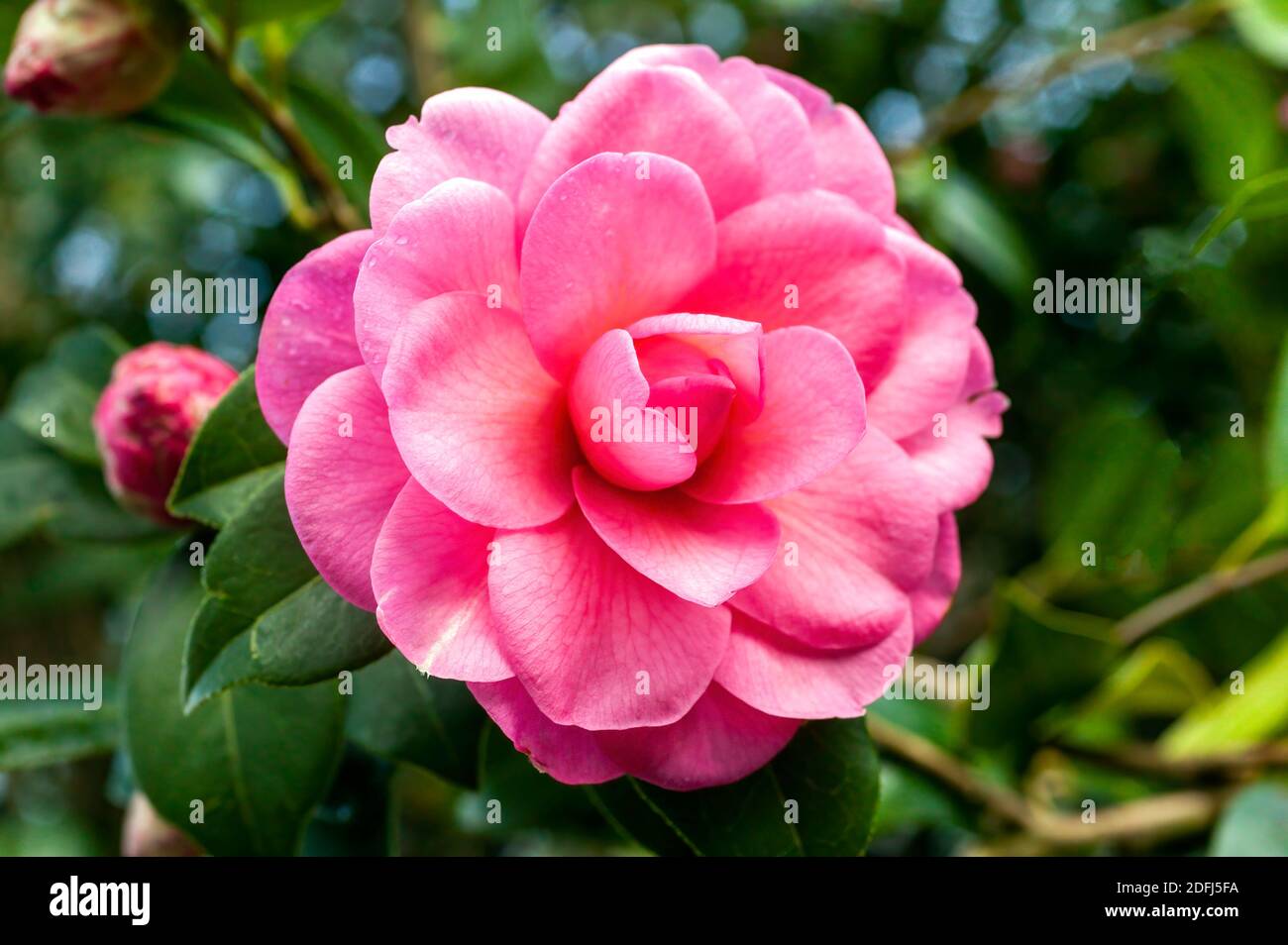 Camellia x Williamsii 'Water Lily' une plante arbustive d'été de printemps avec une photo de fleur rouge rose printanière d'hiver Banque D'Images