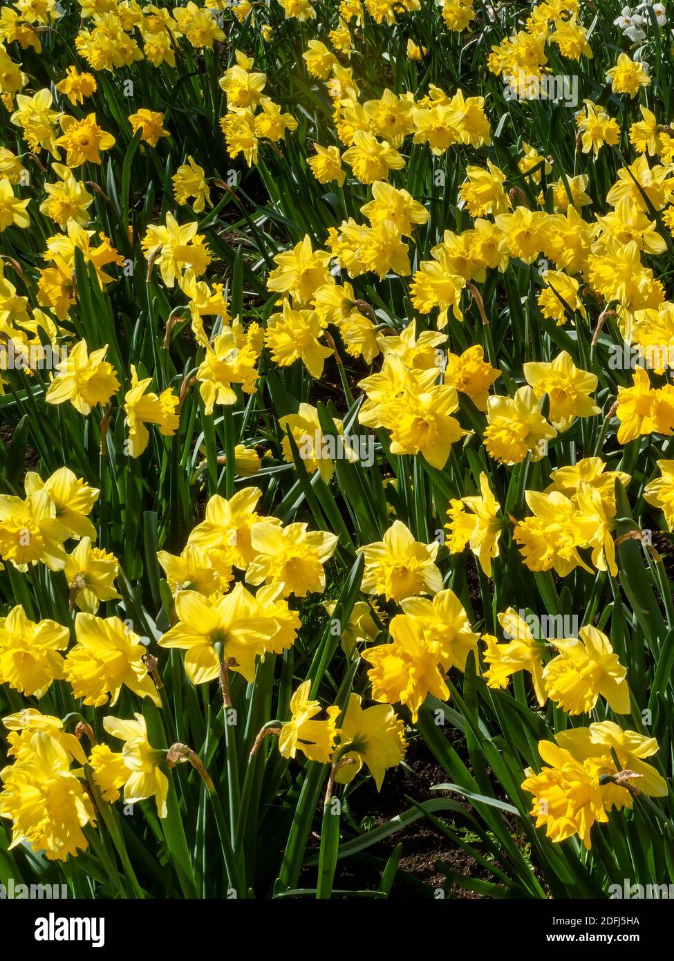 Jonquilles (narcisse) plante à bulbe de fleurs jaunes au printemps qui  pousse à l'extérieur dans un parc public pendant la saison du printemps,  photo de stock Photo Stock - Alamy