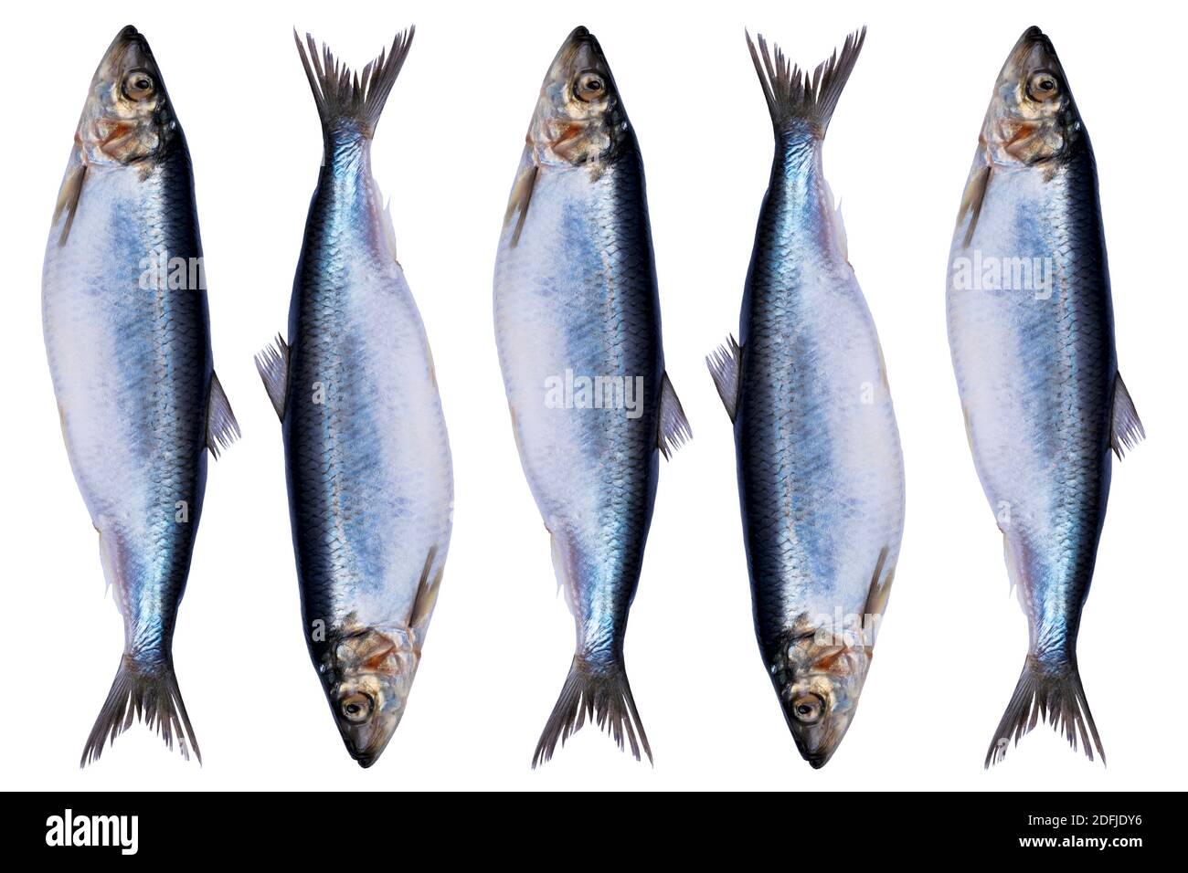 Placer le poisson de hareng isolé sur fond blanc. Groupe de poissons congelés. Poisson de l'atlantique glacé. Erreurs. Motif de hareng. Texture du hareng. Espace vide. Copier Banque D'Images