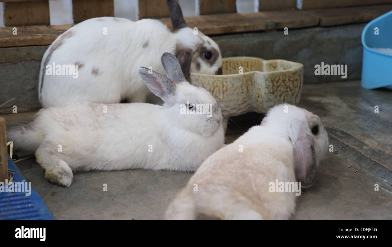 Lapin blanc ou lapin assis et jouant sur le sol de ciment dans la maison et paille d'orge sèche et de l'eau dans le plateau à côté d'eux. Ils ont l'air un peu moelleux an Banque D'Images