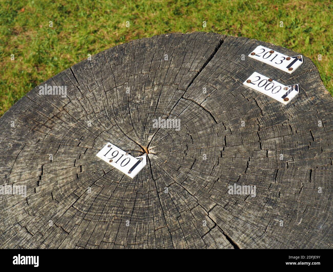 Anneaux annuels entre 1910 et 2013 sur un tronc d'arbre croisé dans un parc de Budapest, Hongrie Banque D'Images