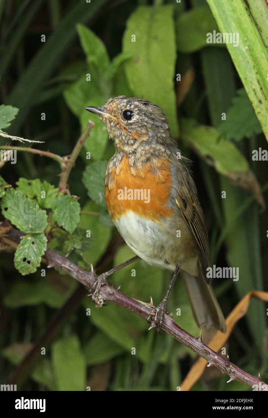 Robin européenne (erithacus rubecula) immaturité muant dans le plumage adulte Eccles-on-Sea, Norfolk, Royaume-Uni Juillet Banque D'Images