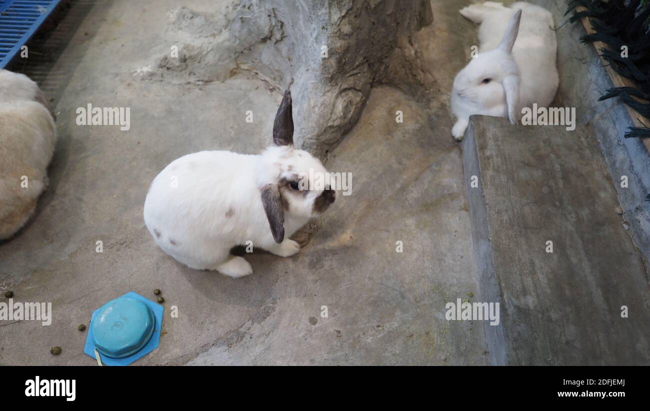 Lapin blanc ou lapin assis et jouant sur le sol de ciment dans la maison et paille d'orge sèche et de l'eau dans le plateau à côté d'eux. Ils ont l'air un peu moelleux an Banque D'Images