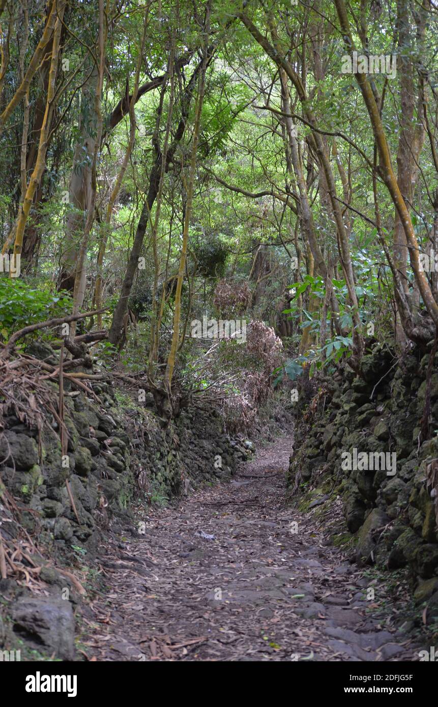 Forêts de l'île de Graciosa, archipel des Açores, Portugal Banque D'Images