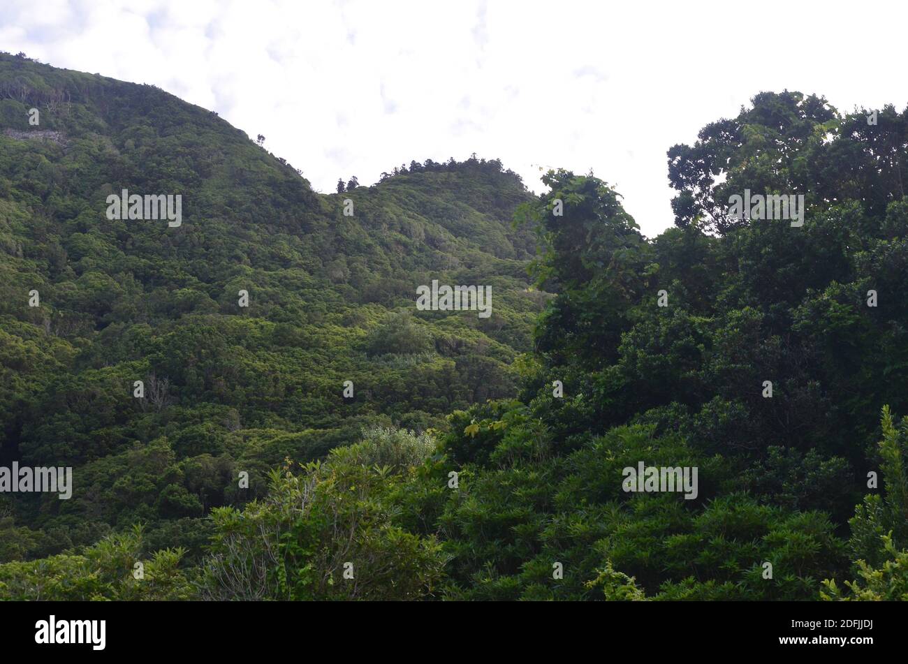 Forêt de Laurisilva dans l'île de Sao Jorge, archipel des Açores, Portugal Banque D'Images