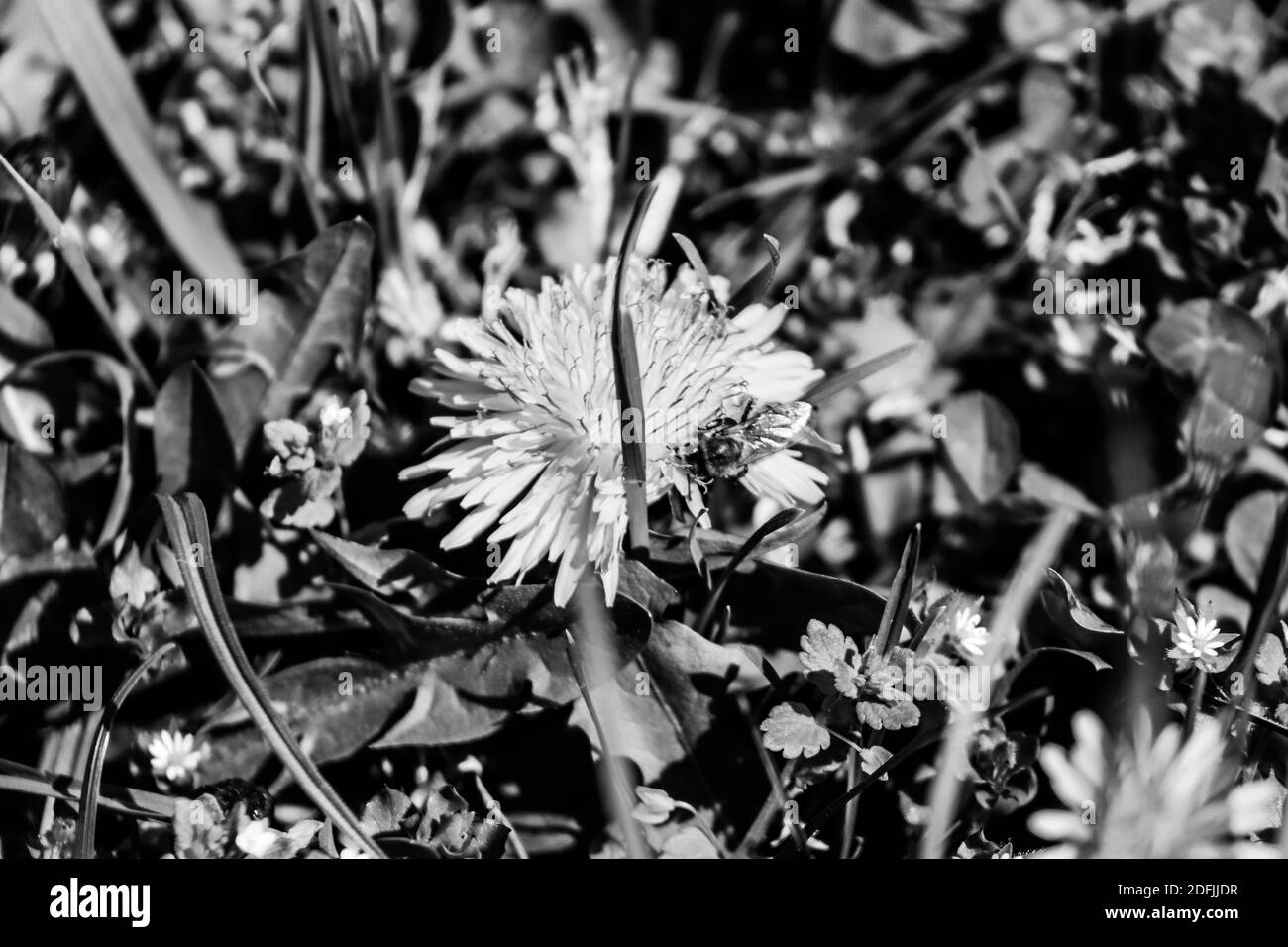 Photo en noir et blanc d'un pissenlits jaune lors d'une journée ensoleillée d'été . Photo de haute qualité Banque D'Images