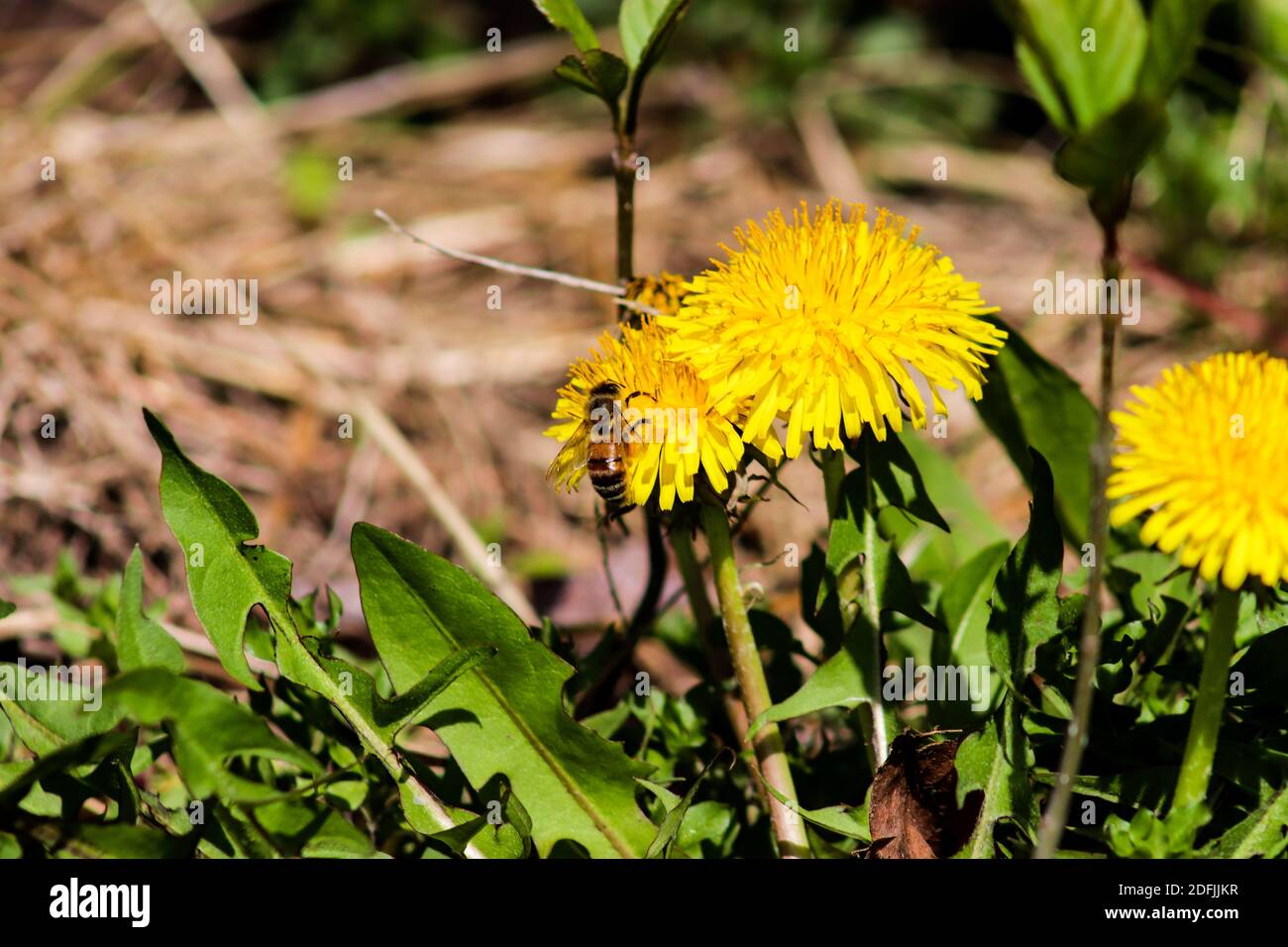 Pissenlits jaunes le jour d'été ensoleillé. Photo de haute qualité Banque D'Images