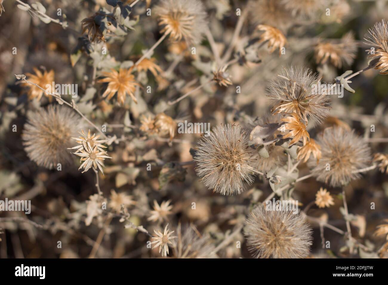 Pappus blanc mature, Wooly Brickellbush, Brickellia incana, Asteraceae, sous-arbuste, Parc national de Joshua Tree, désert de Mojave du Sud, été. Banque D'Images