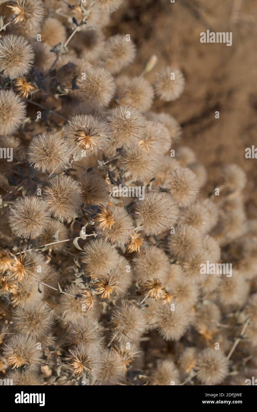 Pappus blanc mature, Wooly Brickellbush, Brickellia incana, Asteraceae, sous-arbuste, Parc national de Joshua Tree, désert de Mojave du Sud, été. Banque D'Images